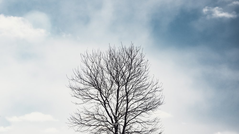 sprüche baum