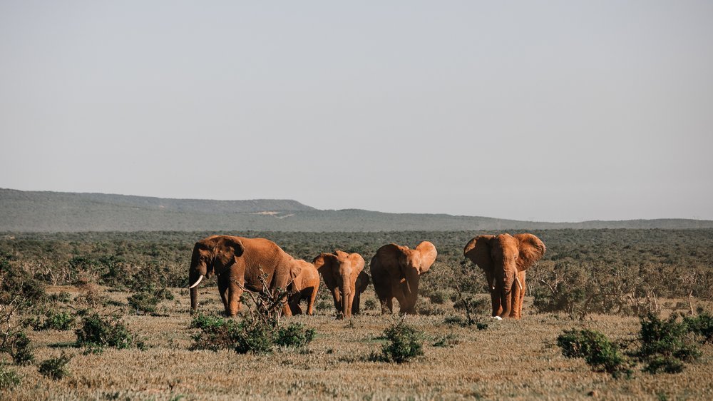 tropische steppe mit bäumen