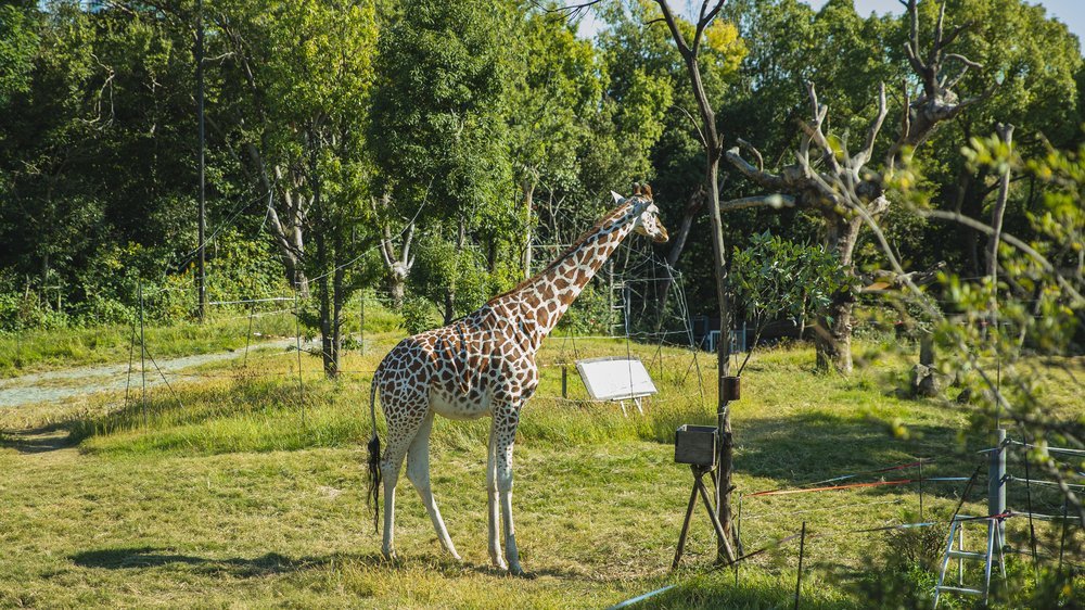 tropische steppe mit bäumen