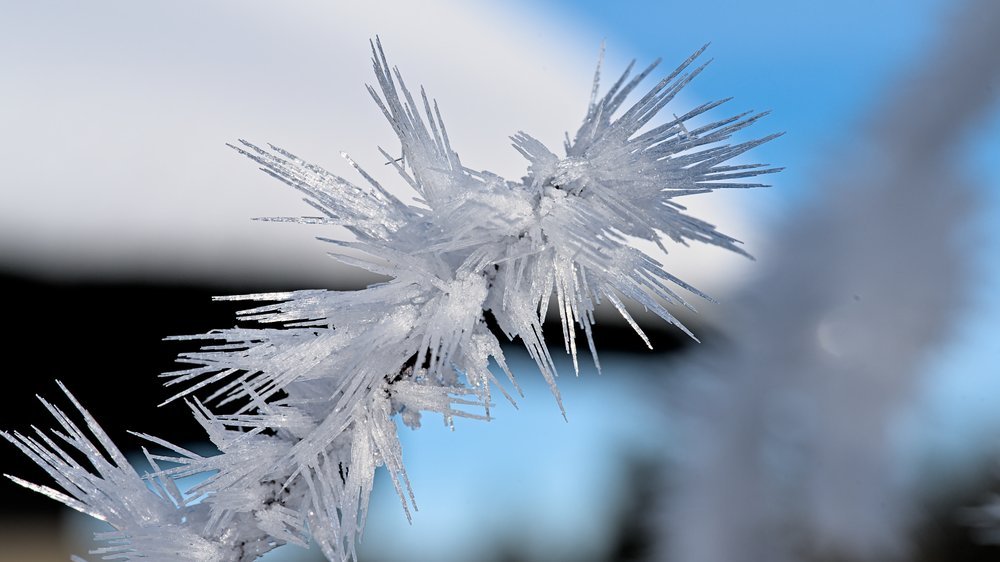 winterharte baum pfingstrose